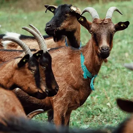 Kacara Vodenicko Brdo Pranjani