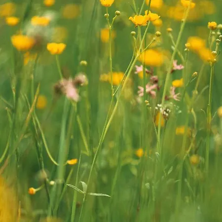 بيت ضيافة Kacara Vodenicko Brdo Pranjani