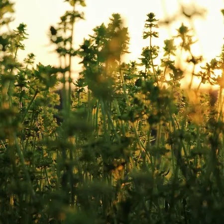 Kacara Vodenicko Brdo Pranjani