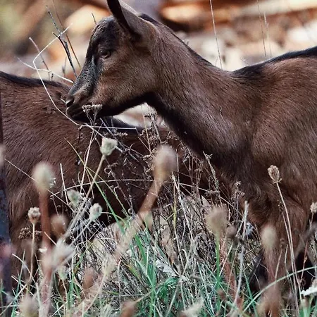 بيت ضيافة Kacara Vodenicko Brdo Pranjani