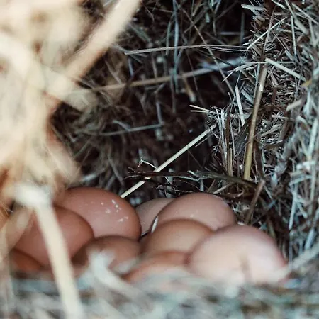 Kacara Vodenicko Brdo بيت ضيافة 3*