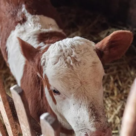 Kacara Vodenicko Brdo