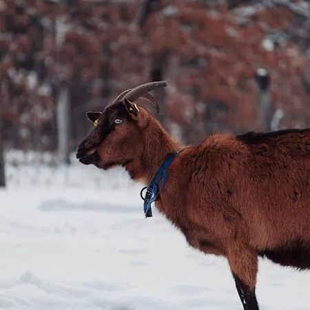 Kacara Vodenicko Brdo بيت ضيافة 3*