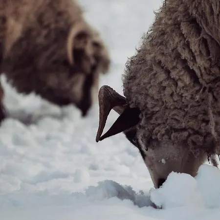 Kacara Vodenicko Brdo بيت ضيافة